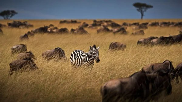 Stado Dzikich Zwierząt Sawannie Kenii — Zdjęcie stockowe