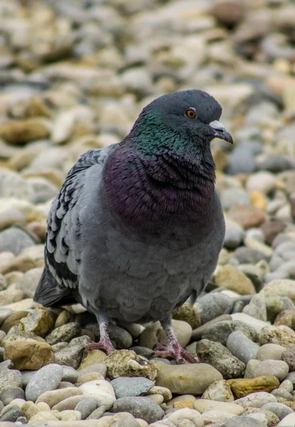 Nahaufnahme Einer Taube Die Auf Einem Stein Sitzt — Stockfoto