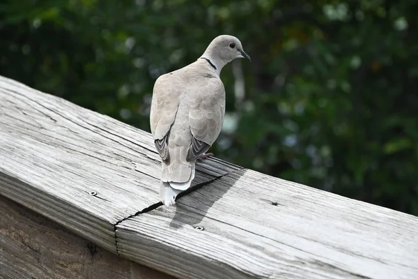 Tahta Bir Çitte Oturan Beyaz Bir Güvercinin Yakın Plan Çekimi — Stok fotoğraf