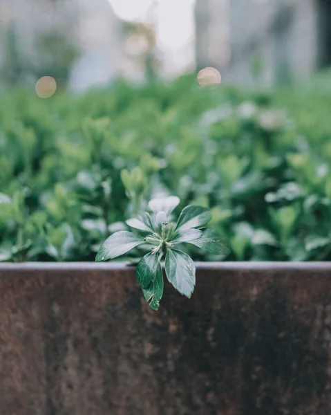 Grüne Blätter Garten — Stockfoto