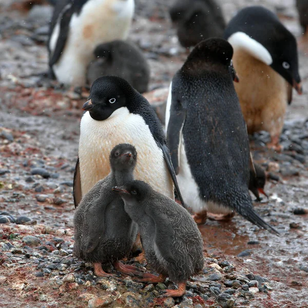 Pinguim Gentoo Neve — Fotografia de Stock