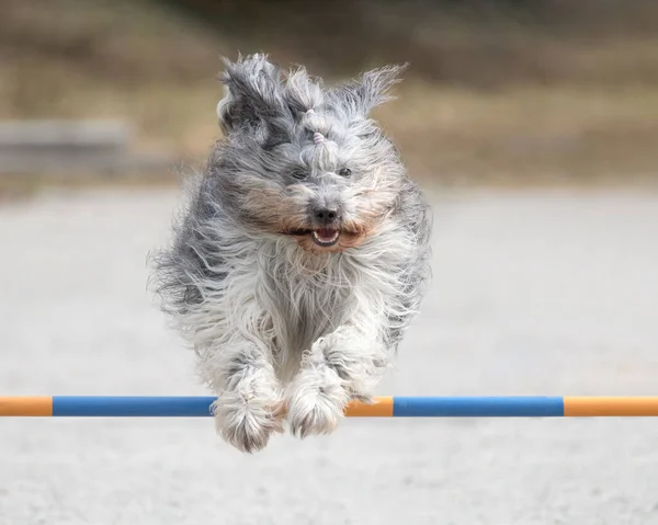 犬の敏捷性コースの敏捷性のハードルを飛び越えるSchapendos — ストック写真