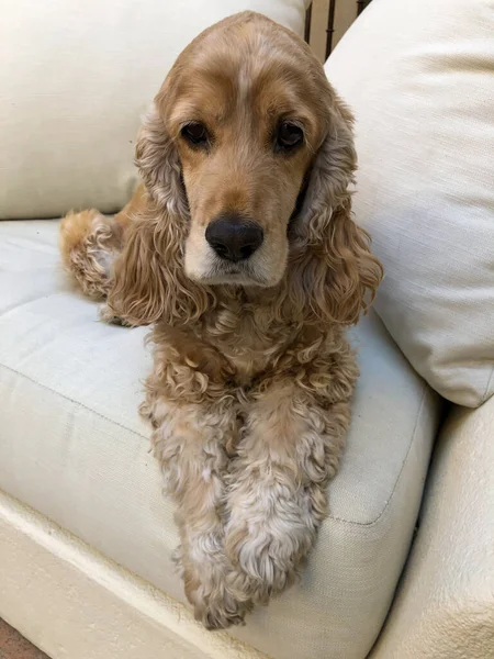 Cão Bonito Sofá — Fotografia de Stock