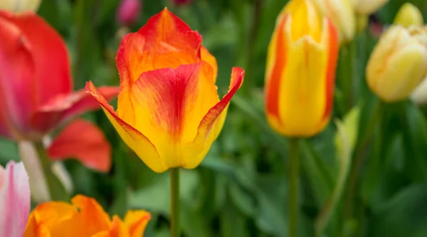 春の日に美しい背景を持つ美しいカラフルなチューリップの花 — ストック写真
