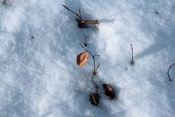 Pokryte Śniegiem Drzewo Parku — Zdjęcie stockowe