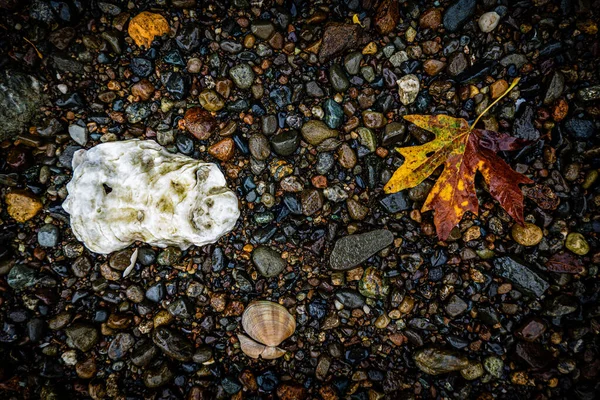 ビーチに紅葉 — ストック写真