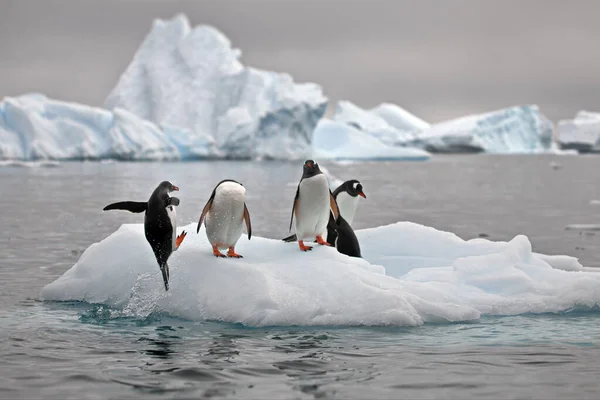 Pinguins Gentoo Árctico — Fotografia de Stock
