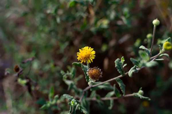 Bellissimi Fiori Gialli Giardino — Foto Stock