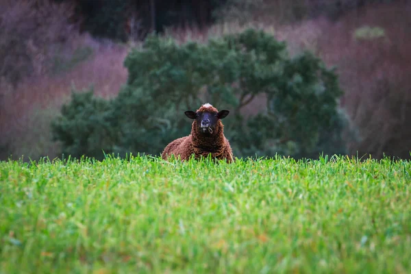 Uma Jovem Cabra Negra Está Prado Verde — Fotografia de Stock