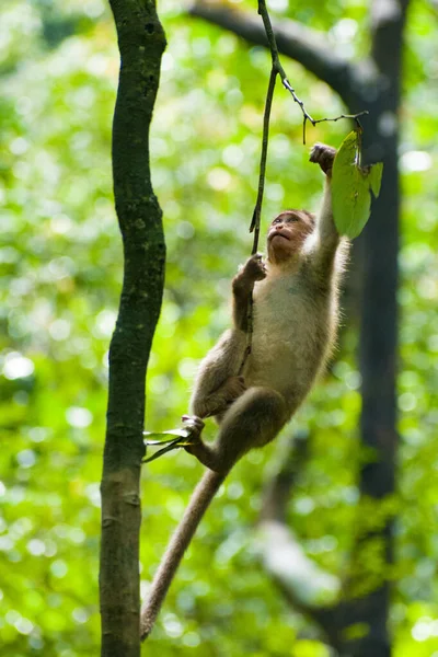 Opice Sedící Větvi Stromu — Stock fotografie