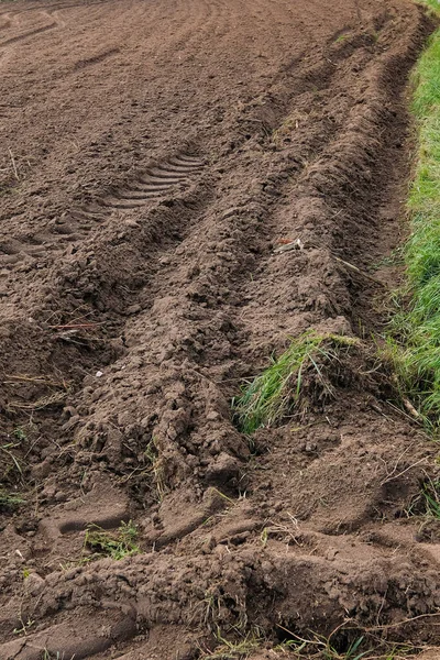 Young Green Sprouts Plowed Field — Stock Photo, Image