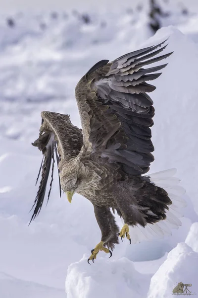 Águila Macho Volando Nieve — Foto de Stock