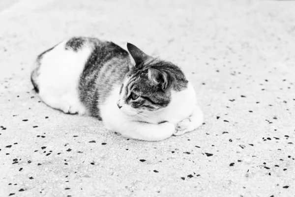 Gatto Bianco Nero Sdraiato Sul Pavimento — Foto Stock