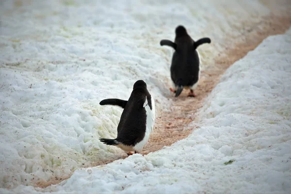 Pingüino Gentoo Playa —  Fotos de Stock