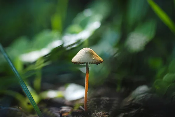 Champignon Dans Forêt — Photo