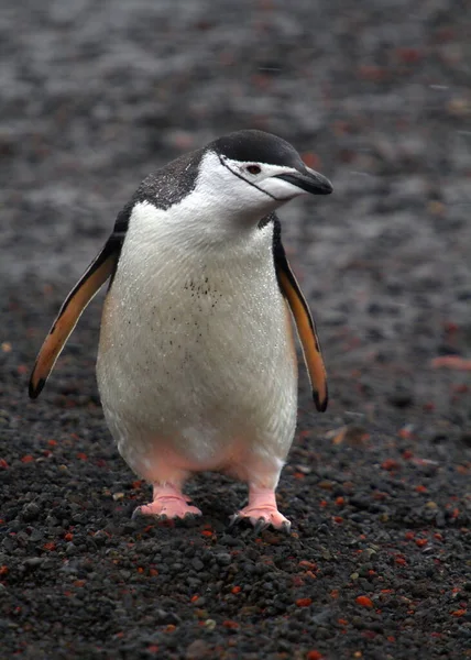 Pingüino Gentoo Playa —  Fotos de Stock