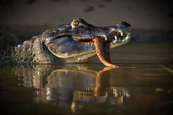 Krokodil Vízben — Stock Fotó