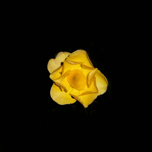 Όμορφο Κίτρινο Τριαντάφυλλο Μαύρο Φόντο — Φωτογραφία Αρχείου