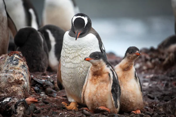 Pingüino Gentoo Nieve — Foto de Stock