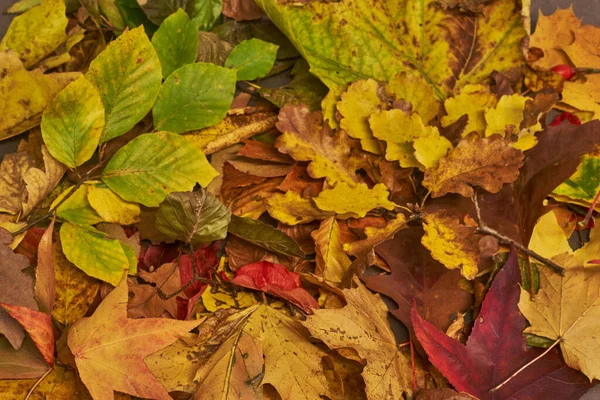 Hintergrund Gruppe Herbst Orange Blätter — Stockfoto