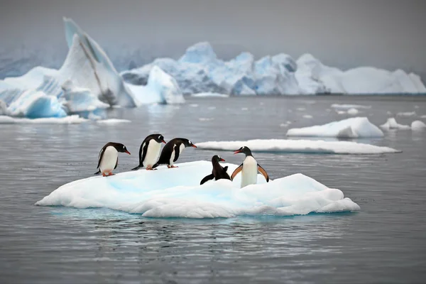 Twee Pinguïns Het Strand — Stockfoto