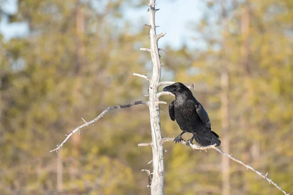 Corvo Bonito Corvus Corax Sentado Galho Árvore Seca — Fotografia de Stock
