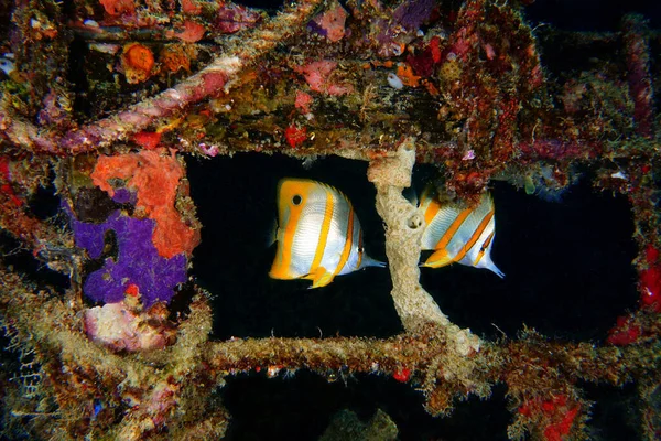 Красива Морська Риба Червоному Океані — стокове фото