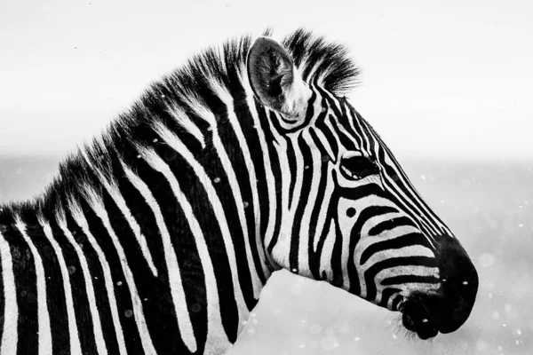 Zebra Schwarz Weiß — Stockfoto