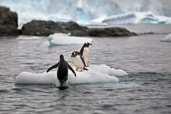 Pinguini Gentoo Nel Mare — Foto Stock