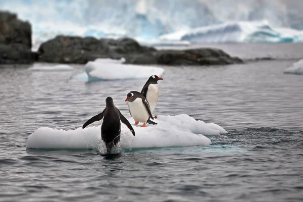 Gentoo Pingvinek Tengerben — Stock Fotó