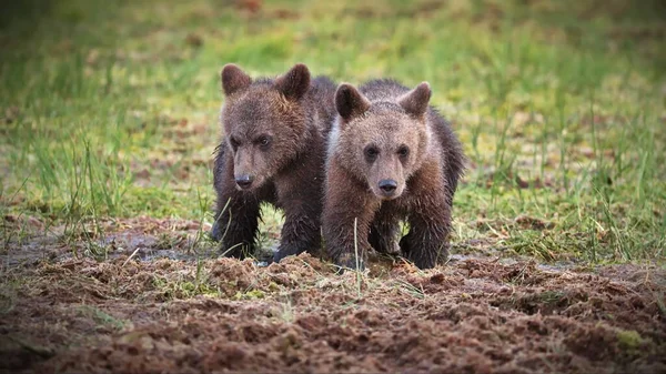 Kahverengi Ayılar Vahşi Doğada — Stok fotoğraf