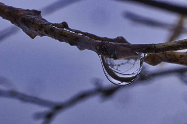 Piękne Botaniczne Ujęcie Naturalna Tapeta — Zdjęcie stockowe