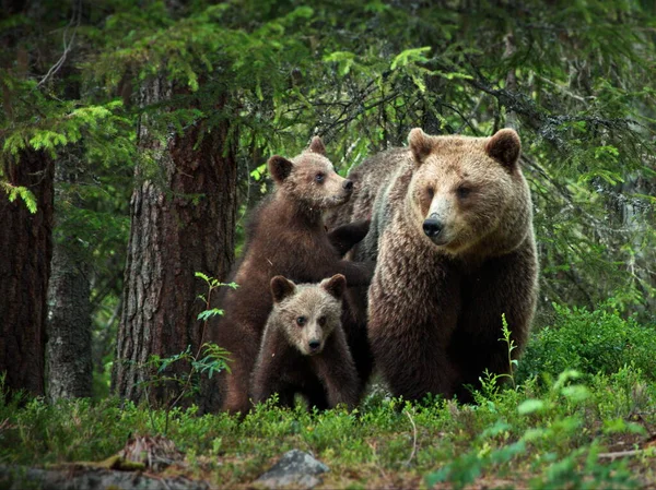 Коричневі Ведмеді Дикій Природі — стокове фото