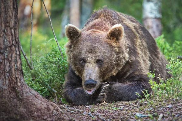 Коричневі Ведмеді Дикій Природі — стокове фото