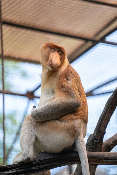 Närbild Bild Söt Makak Sitter Ett Träd — Stockfoto