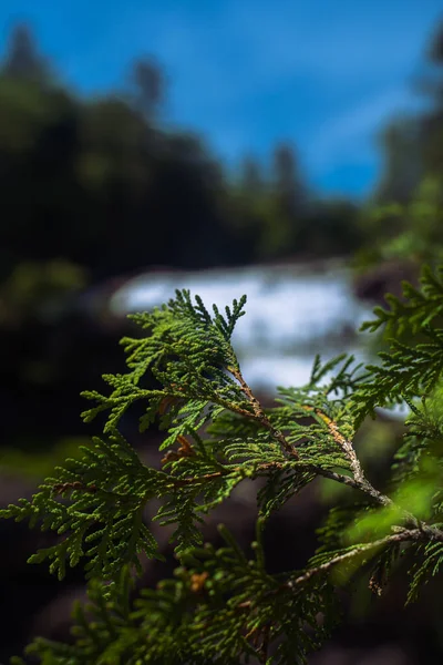 배경을 소나무 — 스톡 사진
