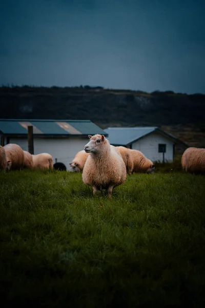 Uma Bela Vista Cão Nas Montanhas — Fotografia de Stock