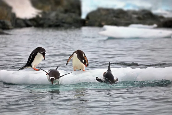 Gentoo Pingvinek Tengerben — Stock Fotó