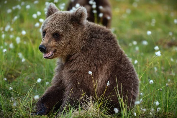 Niedźwiedzie Brunatne Naturze — Zdjęcie stockowe