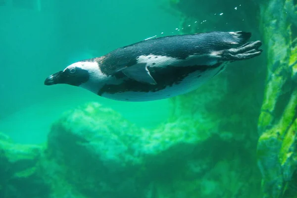 Hermoso Tiburón Blanco Mar Imágenes de stock libres de derechos