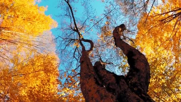 Una Hermosa Toma Coloridos Árboles Otoñales — Vídeo de stock