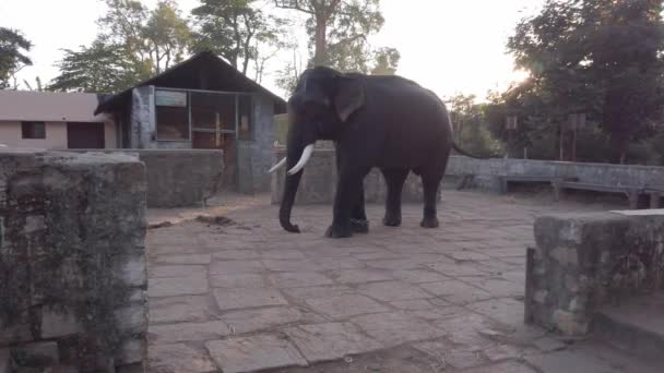 Riprese Panoramiche Elefante Nello Zoo Tramonto — Video Stock