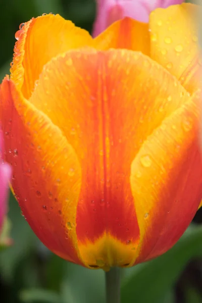 Belles Fleurs Tulipes Colorées Avec Beau Fond Jour Printemps Tulipe — Photo