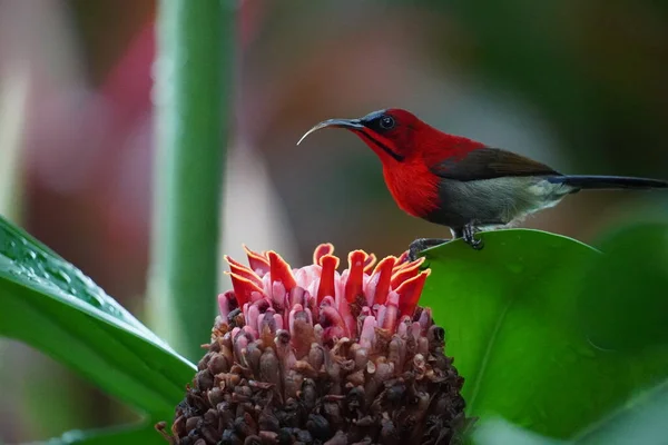 美丽的红翅蜂鸟栖息在花朵上 — 图库照片