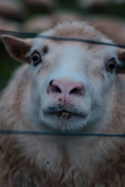 Witte Geit Dierentuin — Stockfoto