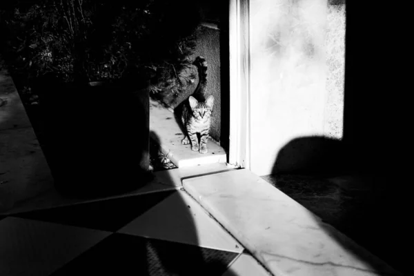 Ασπρόμαυρη Φωτογραφία Της Γάτας Στο Φόντο — Φωτογραφία Αρχείου