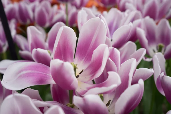 Fleurs Tulipes Roses Dans Jardin Lisse Pays Bas Europe Par — Photo