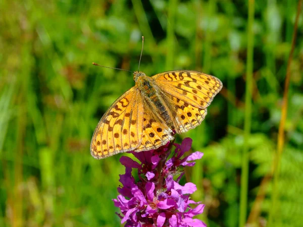 Een Prachtige Vlinder Een Bloem Tijdens Een Mooie Zomer Zonnige — Stockfoto