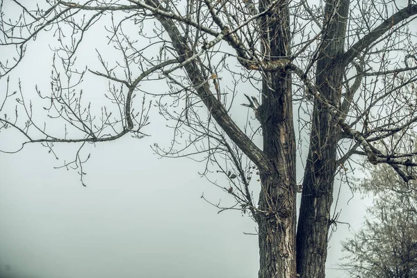 Mgła Samotne Drzewo Oliwne Mgle Greckiej Wyspie Evia Grecji — Zdjęcie stockowe