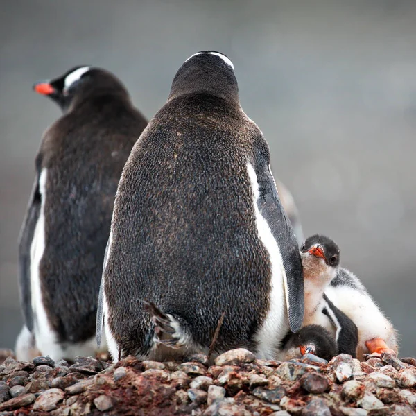 Джентльменский Пингвин Море — стоковое фото